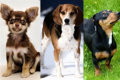 Cheaglehund (čivava, bigl & mešavina jazavčara): slike, vodič, informacije, & Briga
