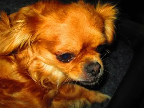 Cheeks (Chihuahua & Pekingese Mix): Bilder, guide, info, & Care