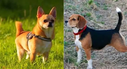 Cheagle (Chihuahua & Beagle Mix): attēli, ceļvedis, informācija, aprūpe & Vairāk