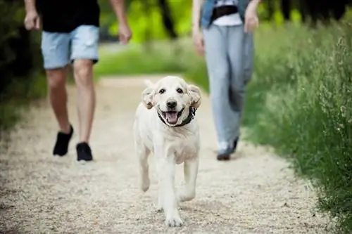 A kutyaparkok 6 előnye háziállatok és embereik számára