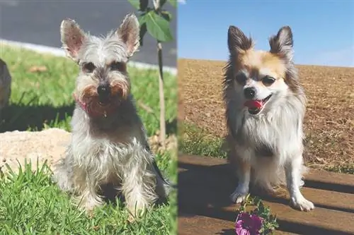 Scotchi (Scottish Terrier & Chihuahua Mix): صور ، دليل ، معلومات ، رعاية & المزيد