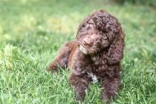 Shepadoodle (German Shepherd & Poodle Mix): Hình ảnh, Hướng dẫn, Thông tin & Chăm sóc