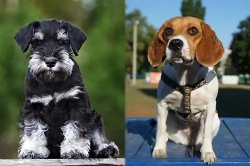 Schneagle (Beagle & Campuran Miniatur Schnauzer): Maklumat, Gambar, Penjagaan & Lagi