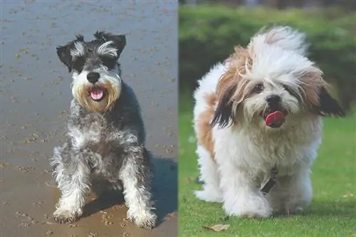 Schapso (Lhasa Apso & Miniatuur Schnauzer Mix): Prente, Gids, Info & Sorg