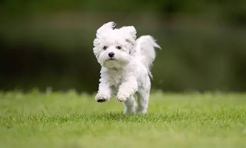 Westiepoo (West Highland White Terrier & Poodle Mix): Imágenes, guía, información & ¡Cuidado