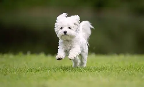 Westiepoo (West Highland White Terrier & puddelblanding): Bilder, guide, info & Care