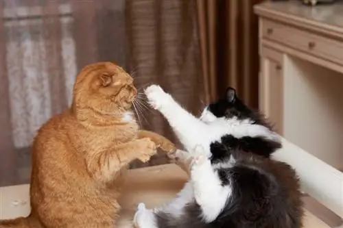 A macskák a halálig harcolnak? A verekedések okai & Hogyan előzzük meg őket