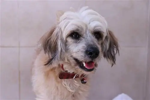 Weshi (West Highland White Terrier & Shih Tzu Mix): Տեղեկություններ, նկարներ, խնամք & Ավելին: