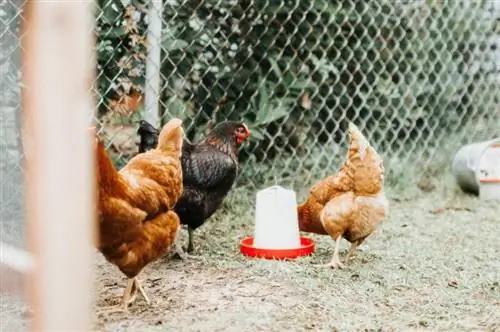 8 Ефективни Направи си сам отопляеми поилки за пиле (със снимки)