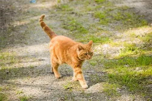 Kunnen katten hun weg naar huis vinden als ze verdwaald zijn? Wat je moet weten