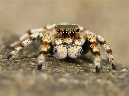 Berapa Lama Tarantula Bisa Hidup Tanpa Makanan dan Air? Jawaban yang Mengejutkan