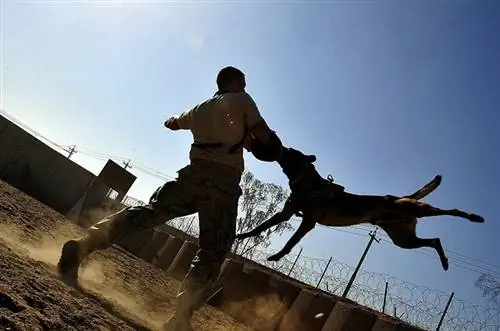 Magkano ang Nagagawa ng mga Service Dog Trainer? 2023 Pangkalahatang-ideya ng Sahod