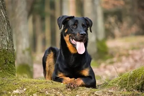 Beauceron Dog Breed: Pictures, Info, Care Guide & Traits