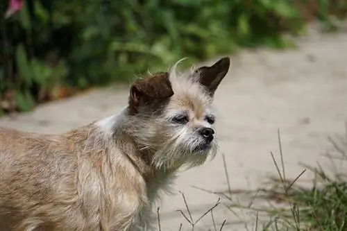 Bea Griffon (Brussels Griffon & Beagle Mix): fotos, guia, informació, cura & Més