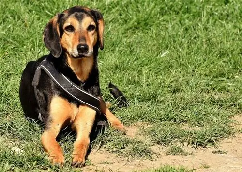 สุนัขพันธุ์ Basschshund: ข้อมูล รูปภาพ คู่มือการดูแล & More