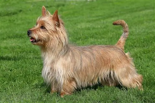 Raza de perro Terrier australiano: imágenes, información, guía de cuidados & Rasgos