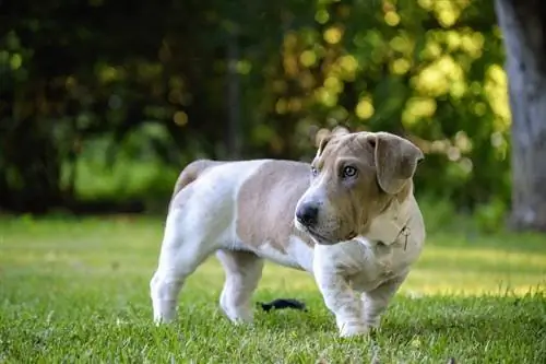 Ba-Shar (Basset Hound & Shar-Pei Mix): informació, imatges, cura & Més