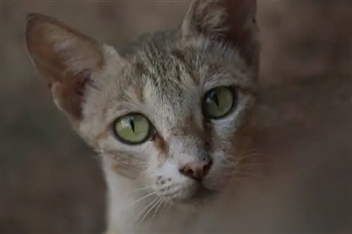 גזע חתול רקס גרמני: מידע, תמונות, טמפרמנט & תכונות