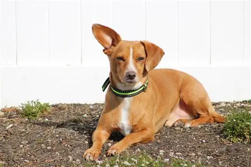 Chiweenie (Chihuahua & Dachshund Mix): guía, información, imágenes, cuidado & ¡Más