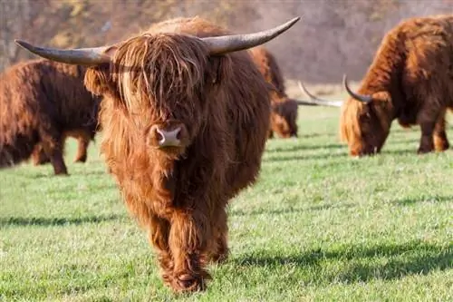 15 Red Cattle Breeds