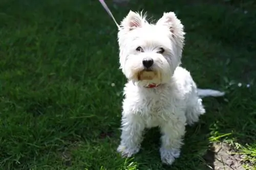 220 nomes populares e únicos de West Highland White Terrier