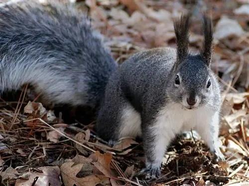 Ali lahko imate veverico kot hišnega ljubljenčka? Tukaj je tisto, kar morate vedeti