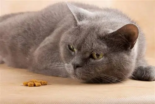 Mačka nenadoma neha jesti? 10 možnih razlogov zakaj