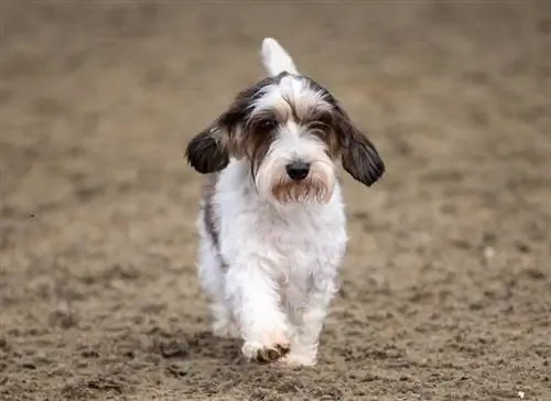 Grand Basset Griffon Vendeen suņu šķirne: Bildes, ceļvedis, & Vairāk