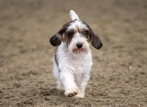 Raça de gossos de Grand Basset Griffon Vendeen: fotos, guia, & Més