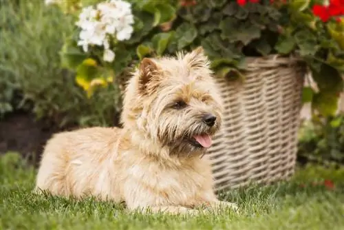 Cairn Terrier İt Cins: Məlumat, Şəkillər, Baxım & Temperament