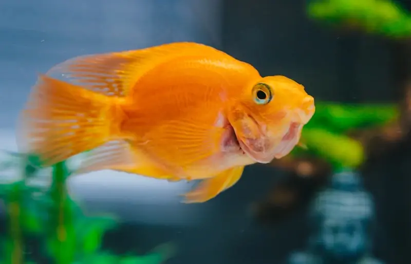 ما مدى ذكاء السمكة الذهبية؟ إليك ما يقوله العلم