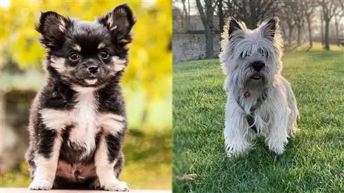 Toxirn (Chihuahua & Carin Terrier Mix): Imágenes, Guía, Información, Cuidados & ¡Más