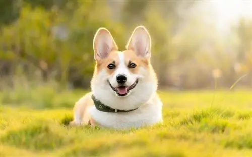 Da li je Corgi visoko održavan? Iznenađujući odgovor