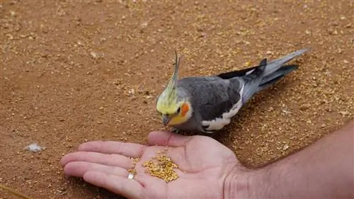 Sådan vælger du det rigtige fuglefoder til kæledyr: ernæring, etiketter & Mere
