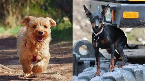 Yorkie Pin Dog Breed: Gambar, Panduan, Info, Peduli & Selengkapnya