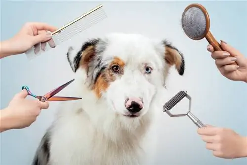 10-те най-добри комплекта за подстригване на кучета през 2023 г. – рецензии & Най-добри избори