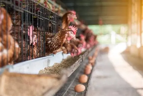 באיזו תדירות תרנגולות מטילות ביצים? מה שאתה צריך לדעת