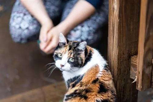 Kas kassid suudavad krambihooge tuvastada? Uskumatu vastus