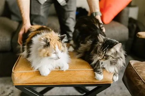 Ako si vybrať správne plemeno mačky (8 tipov pre prvých majiteľov mačiek)