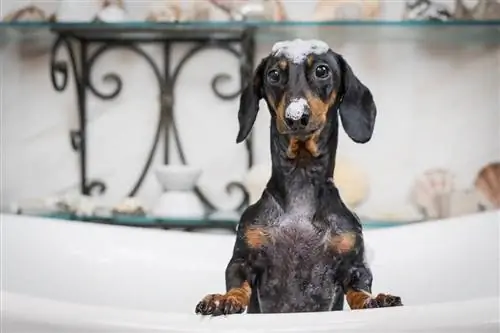 350'den Fazla Sevimli Köpek Adı: En İyi Minik, Yumuşacık & Sevimli Fikirler