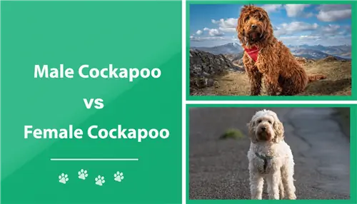 Mees vs naine Cockapoo: erinevused (koos piltidega)