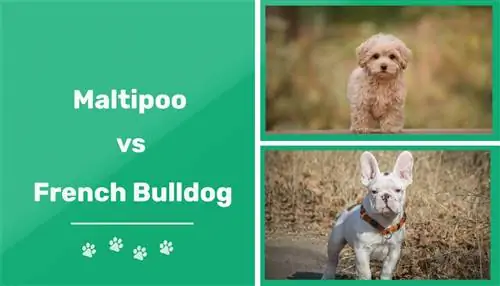 M altipoo versus Franse Bulldog: de verschillen (met afbeeldingen)