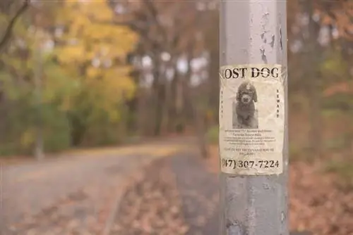 Cum să găsești rapid un câine pierdut: 8 sfaturi pentru a recupera un câine dispărut