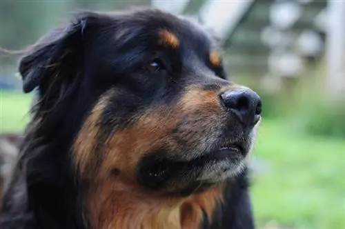 Chow Chow & Rottweiler-mengsel: Rasinligting, Prente, Temperament & Eienskappe