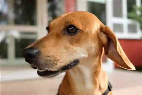 Doxle (mješanac jazavčara & Beagle): vodič, informacije, slike, njega & Više
