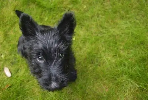 Doxie Scot (Scottish Terrier & Dackel-Mix): Bilder, Ratgeber, Infos, & Pflege