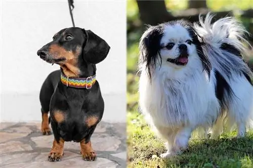Plemeno psa Doxie-Chin: Obrázky, průvodce, informace, & Průvodce péče
