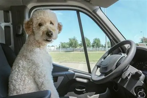 Double Doodle (Golden Doodle & Labradoodle Mix): Imagini, Ghid, Informații, & Îngrijire