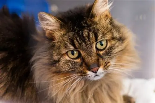 Raça doméstica de gato de pêlo longo: informações, fotos, temperamento & Características