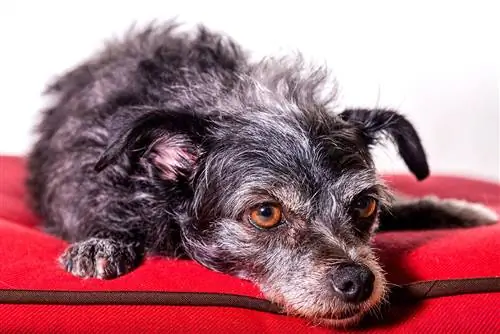 Dorkie (gravhund & Yorkshire Terrier Mix): Vejledning, billeder, pleje & Mere